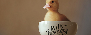The Dieline: Milk and Honey Land The Dieline: Milk and Honey Land